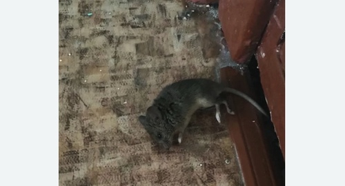 Дезинфекция от мышей в Янауле
