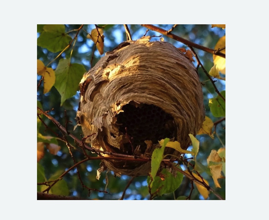 Обработка от шершней в Янауле