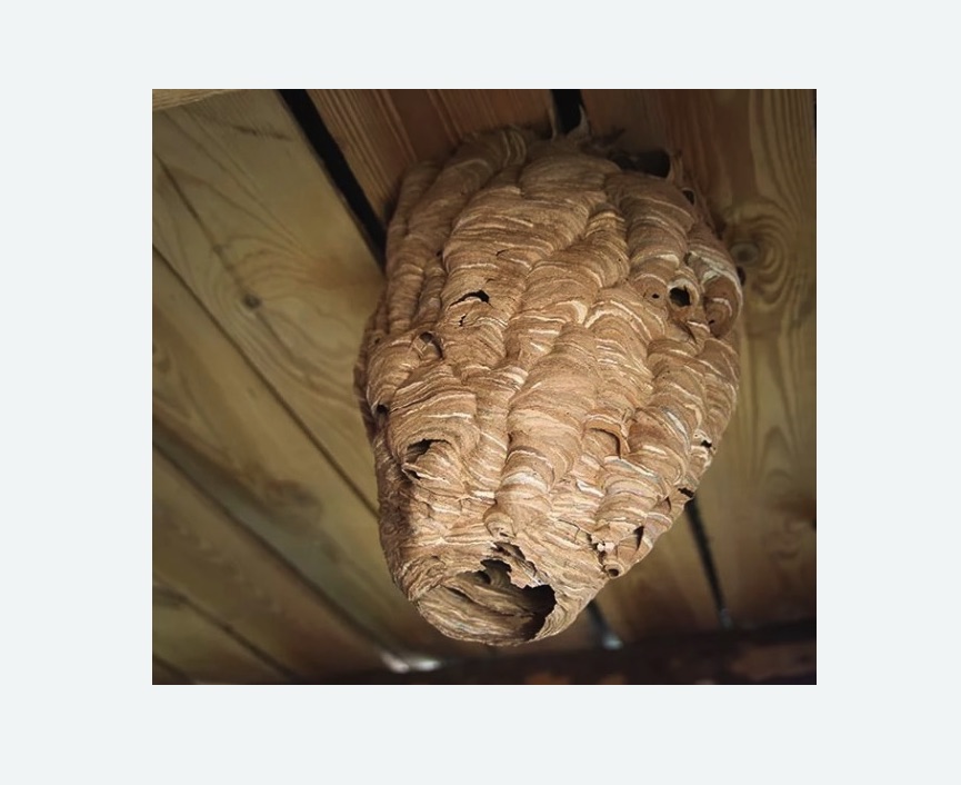 обработка от шершней в Янауле