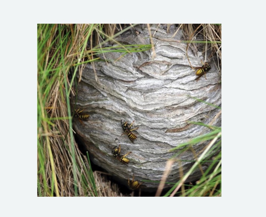 Уничтожение ос и ульев в Янауле